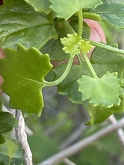 Pleurocoronis laphamioides