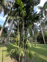 Areca triandra