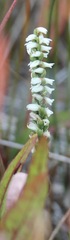 Spiranthes