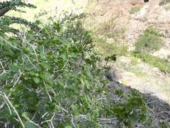 Pleurocoronis laphamioides