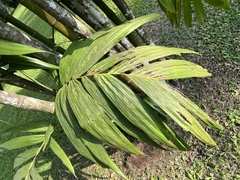 Areca triandra
