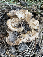 Turbinellus kauffmanii