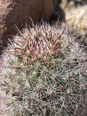 Mammillaria dioica dioica