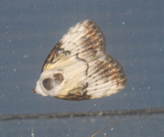 Dialithoptera margaritha