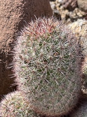 Mammillaria dioica dioica