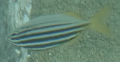 Atypichthys strigatus