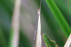 Ceriagrion aeruginosum
