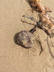 Botrylloides perspicuus