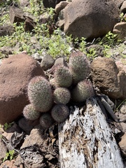 Mammillaria dioica dioica