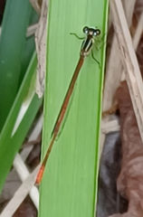 Argiocnemis rubescens