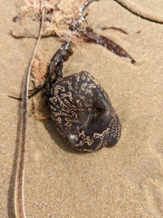 Botrylloides perspicuus