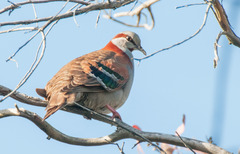Brush Bronzewing photo 4