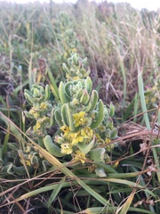 Tetragonia decumbens