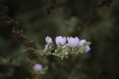Malacothamnus fasciculatus