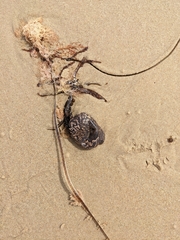Botrylloides perspicuus