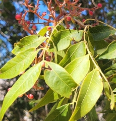 Pistacia chinensis