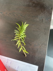 Veronica salicifolia