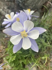 Aquilegia coerulea coerulea
