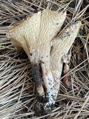 Turbinellus kauffmanii