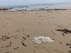 Sepioteuthis australis