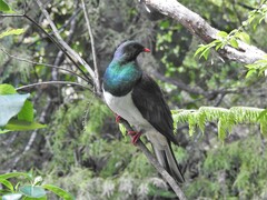 Hemiphaga novaeseelandiae novaeseelandiae