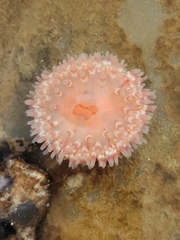 Urticina clandestina