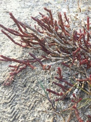 Salicornia natalensis