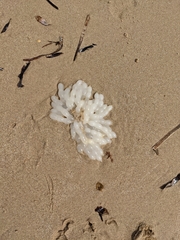 Sepioteuthis australis