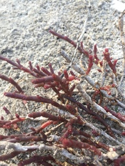 Salicornia natalensis