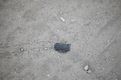 Phloeodes diabolicus