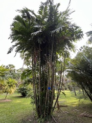 Ptychosperma schefferi