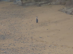 Phalacrocorax punctatus punctatus