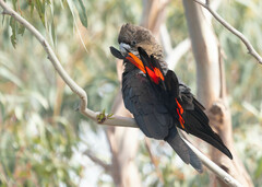 Calyptorhynchus lathami