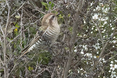 Chrysococcyx basalis