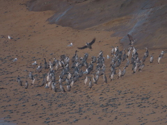 Phalacrocorax punctatus punctatus