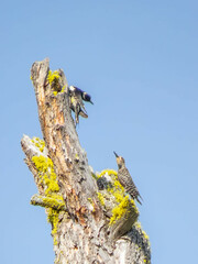 Sphyrapicus thyroideus