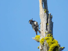 Sphyrapicus thyroideus