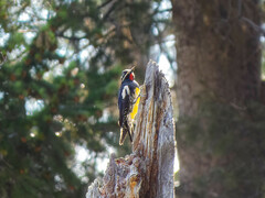 Sphyrapicus thyroideus