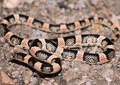 Rhinocheilus lecontei