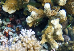 Halichoeres marginatus