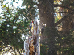 Sphyrapicus thyroideus