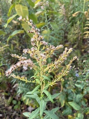 Solidago canadensis