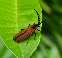 Trichalus ampliatus