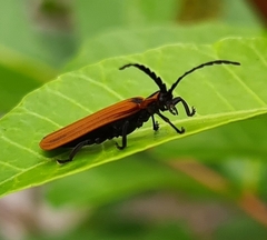 Trichalus ampliatus