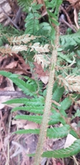 Polystichum californicum