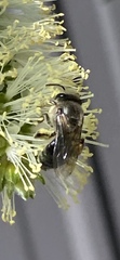 Leioproctus