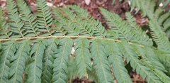 Polystichum californicum