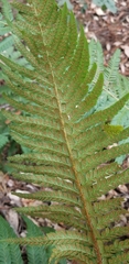 Polystichum californicum