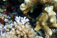 Halichoeres marginatus