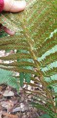 Polystichum californicum